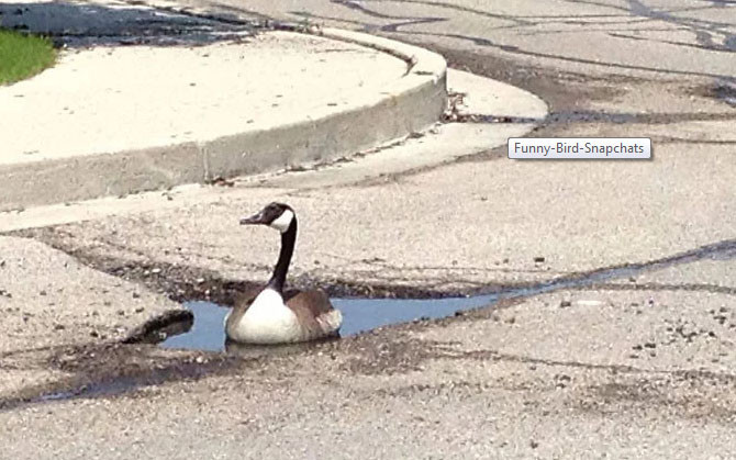 Khoảnh khắc hài hước khó đỡ của những động vật “kệ đời đi và vui sống“