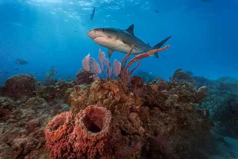 14 khu lặn biển ngoạn mục bậc nhất thế giới ảnh 11 14 khu lặn biển ngoạn mục bậc nhất thế giới