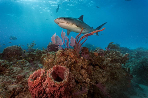 14 khu lặn biển ngoạn mục bậc nhất thế giới ảnh 11 14 khu lặn biển ngoạn mục bậc nhất thế giới