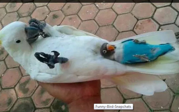 Khoảnh khắc hài hước khó đỡ của những động vật “kệ đời đi và vui sống“