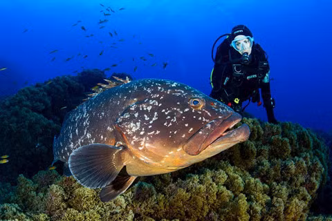 14 khu lặn biển ngoạn mục bậc nhất thế giới ảnh 10 14 khu lặn biển ngoạn mục bậc nhất thế giới