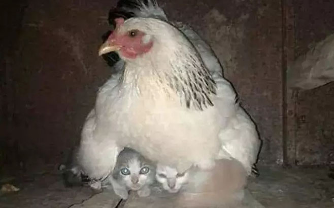 Khoảnh khắc hài hước khó đỡ của những động vật “kệ đời đi và vui sống“