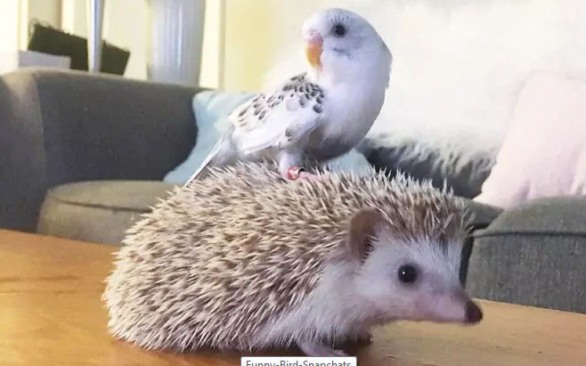 Khoảnh khắc hài hước khó đỡ của những động vật “kệ đời đi và vui sống“