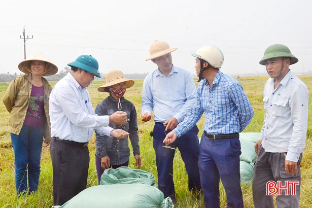 Liên kết sản xuất, nông dân Kỳ Anh phấn khởi bán thóc tươi tại chân ruộng