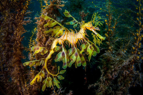 14 khu lặn biển ngoạn mục bậc nhất thế giới ảnh 1 14 khu lặn biển ngoạn mục bậc nhất thế giới