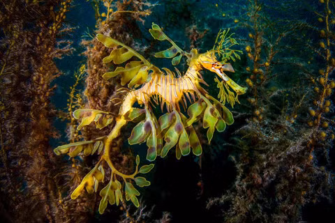 14 khu lặn biển ngoạn mục bậc nhất thế giới ảnh 1 14 khu lặn biển ngoạn mục bậc nhất thế giới