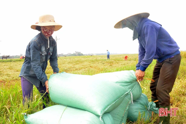 Liên kết sản xuất, nông dân Kỳ Anh phấn khởi bán thóc tươi tại chân ruộng