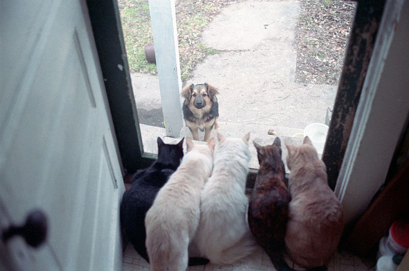 Khoảnh khắc hài hước khó đỡ của những động vật “kệ đời đi và vui sống“