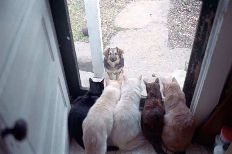 Khoảnh khắc hài hước khó đỡ của những động vật “kệ đời đi và vui sống“