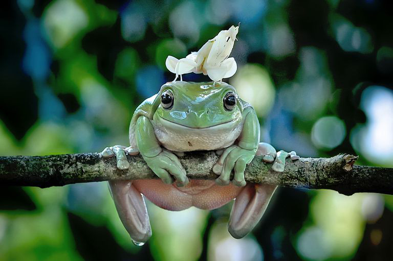 Khoảnh khắc hài hước khó đỡ của những động vật “kệ đời đi và vui sống“