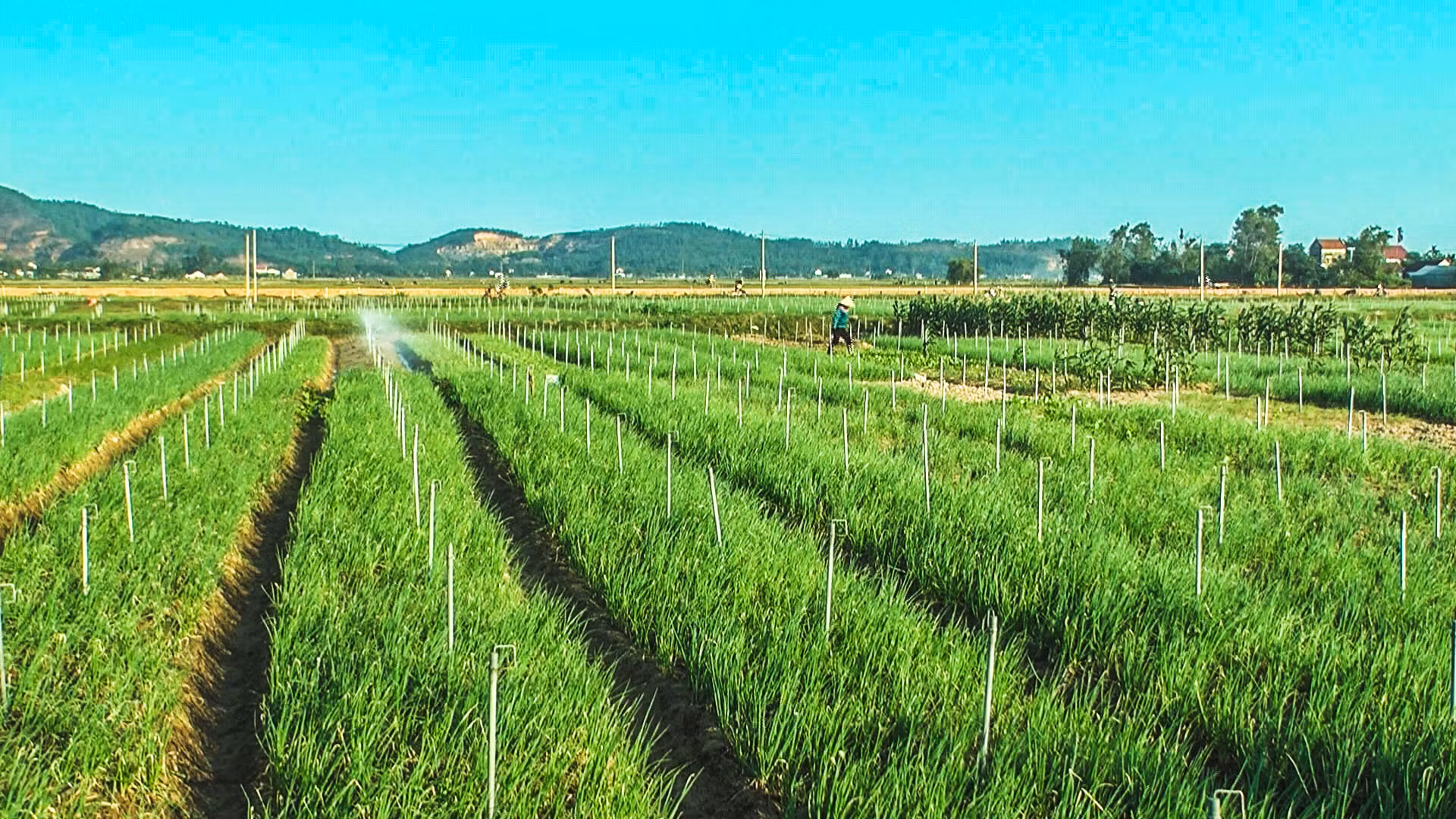 Phát triển kinh tế trong xây dựng huyện Can Lộc đạt chuẩn NTM nâng cao (bài 1): Sản xuất theo chiều sâu ở 3 vùng sinh thái