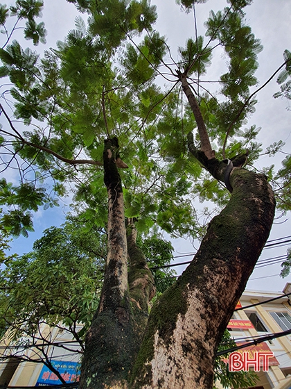 Mùa sương đã về!