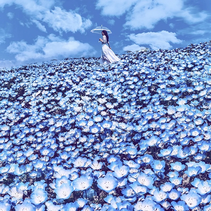 nhung buc anh khien ban muon den nhat ban ngay lap tuc