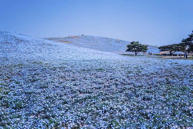 nhung buc anh khien ban muon den nhat ban ngay lap tuc