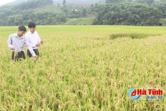 dao on co bong an trang hang ngan ha lua xuan ha tinh
