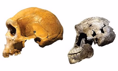 hoa thach 335 000 tuoi dao lon ly thuyet tien hoa con nguoi