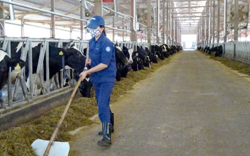 Bộ Kế hoạch và Đầu tư đề xuất hỗ trợ cho các doanh nghiệp có dự án đầu tư chăn nuôi. de xuat ho tro 3 5 ty dong cho doanh nghiep dau tu du an chan nuoi
