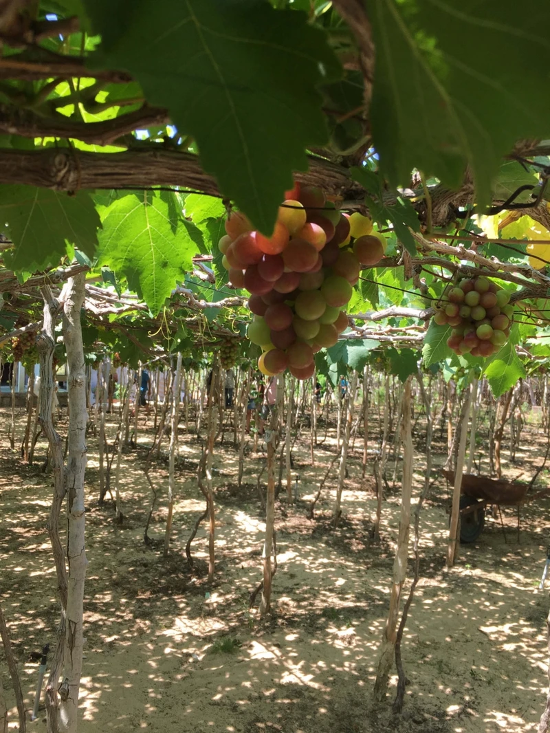 thoa suc tung tang voi nang gio o phan rang thap cham