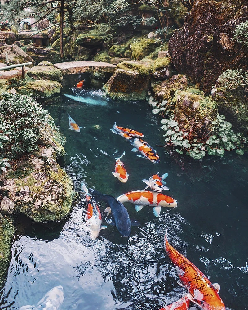 nhung buc anh khien ban muon den nhat ban ngay lap tuc