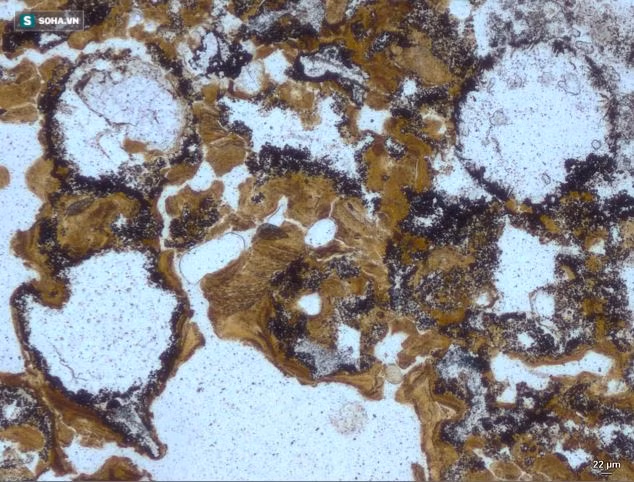 tim thay bang chung ve su song tren trai dat cach day 3 5 ty nam