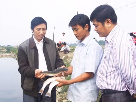 Nuôi cá đối mục thương phẩm đang là hướng đi mới cho người dân Thạch Châu (Lộc Hà)