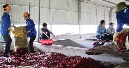 Các HTX đầu tư vào lĩnh vực nông nghiệp nông thôn sẽ được hỗ trợ lãi suất.