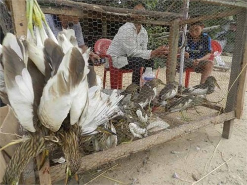 Về đâu hỡi cói?! Ảnh: Internet Về đâu hỡi cói?! Ảnh: Internet