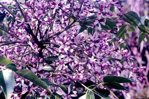 Ảnh minh họa từ internet