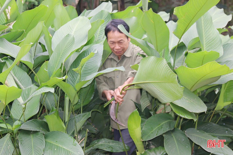 Gần 300m 2 trồng lá dong của gia đình ông Bình đã được thương lái đặt mua từ giữa tháng Chạp. bqbht_br_z6241369456276-518e8c69c5cc435bcbba4f322b6bb09e.jpg