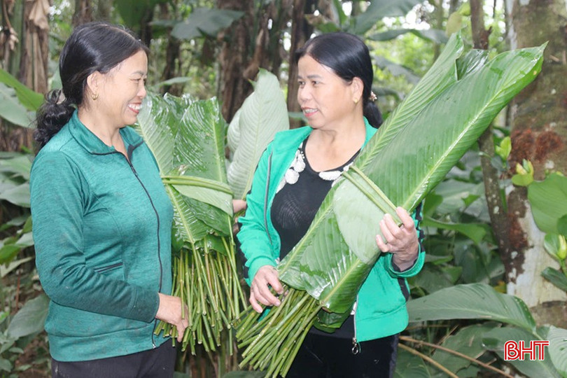 Lá dong được mùa, được giá đã mang lại một cái tết cho gia đình bà Xanh (bên trái) cũng như các hộ dân khác trong thôn thêm phần đủ đầy. bqbht_br_z6241369474236-11e8223385bcd66b0d1654172c20fbd3.jpg