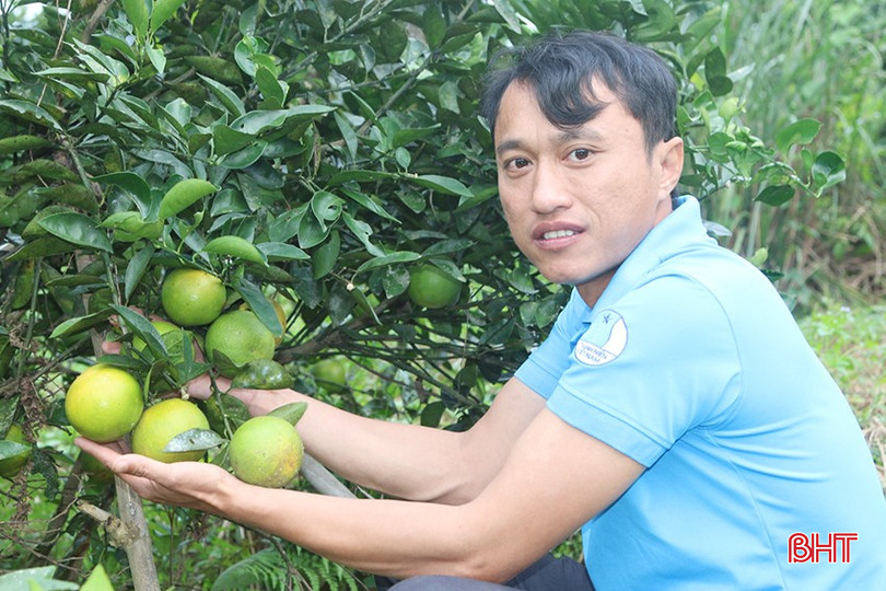 Ngoài cam bù, anh Chương còn trồng cam chanh mang lại hiệu quả cao. bqbht_br_z5987221740240-36e8473650a5f6994e3051e7890ceb03.jpg