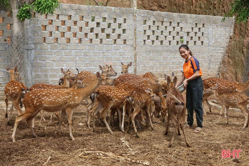 Nhờ đầu ra ổn định nên nghề nuôi hươu ở xã Sơn Giang ngày càng phát triển, góp phần nâng cao tiêu chí thu nhập trong xây dựng NTM ở địa phương. z5756256919939_a62e3aba2555e1a15e0a64309dd07ca6.jpg
