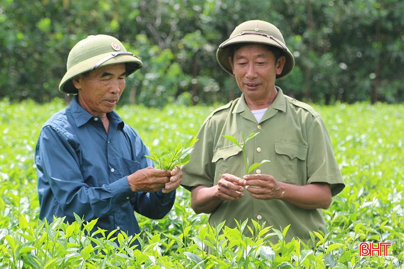 Gắn bó với cây chè ở miền biên viễn đã giúp ông Nguyễn Văn Châu (bên trái) có đời sống khấm khá. z5759271331834_59a998759556252e57199041b2f3a142.jpg