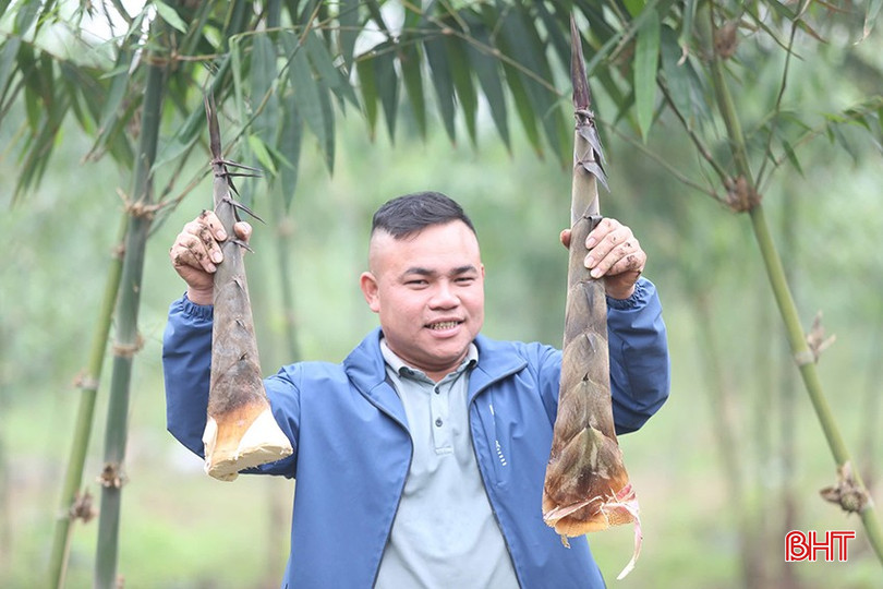 Việc trồng thành công giống tre mạnh tông sẽ mở ra cơ hội phát triển kinh tế cho người dân ở Can Lộc. bqbht_br_z6181265661879-c448ddd88c332b8920abd98a35fd2692.jpg
