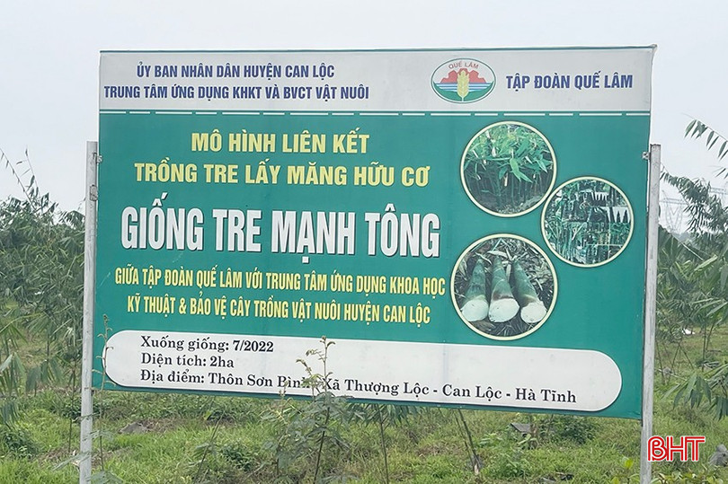 Mô hình trồng tre lấy măng được triển khai tại thôn Sơn Bình, xã Thượng Lộc. bqbht_br_z6207476336754-c85e0d79f1a0d74d82fd17cc473aeb20.jpg