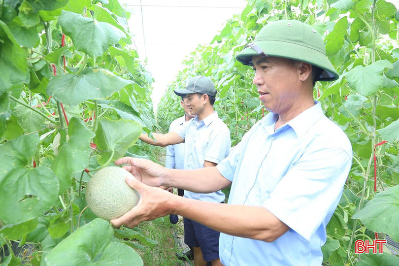 HTX Rau củ quả và dịch vụ tổng hợp Thạch Hạ hiện có thu nhập mỗi vụ hàng trăm triệu đồng. z5674234604694_4971fa0f025fc5fb2b32fd7d6e9d607b.jpg