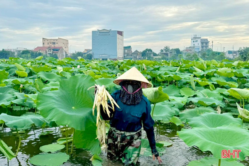 Người dân tham gia trồng sen tại TP Hà Tĩnh phấn khởi với thành quả lao động. 449343405_458146626964865_8467566628199289812_n (1).jpg