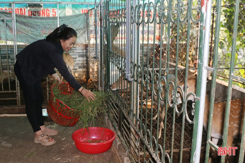 Chị Thành chú trọng bổ sung thức ăn xanh từ cỏ, ngô, các loại lá cây cho hươu. bqbht_br_z6185518460278-014f55054a6b240c3ff187710c080185.jpg