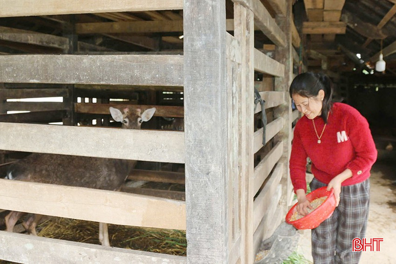 Nhờ chăm sóc tốt nên cứ đến dịp tết Nguyên đán, gia đình chị Tuyến có nguồn thu nhập đáng kể. bqbht_br_z6185517178778-fd9d66e4a9de65712b6575dda20d7b65.jpg