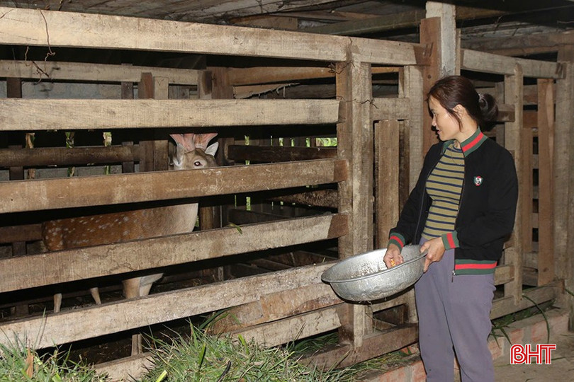 Năm nay, gia đình bà Trần Thị Trâm (thôn 1, xã Hàm Trường) có 6 con hươu đực cho nhung. bqbht_br_z6314797490849-965b32031c50ad7635de4e3357c9cfd6.jpg