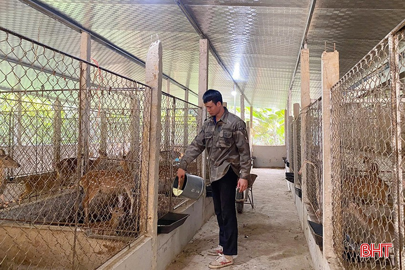 Anh Nguyễn Hồng Tiệp luôn tích cực chăm sóc đàn hươu, kỳ vọng về mùa nhung nhiều thắng lợi. bqbht_br_z6314798974180-85b7721dac20f8f4d761d24187f7487b.jpg