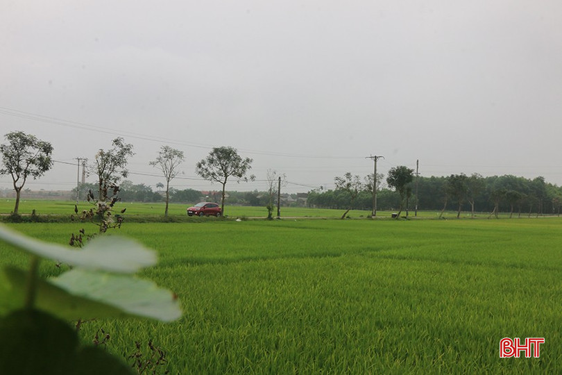 bqbht_br_canh-dong-lua-ngat-xanh-cua-xa-nam-dien-hom-nay.jpg