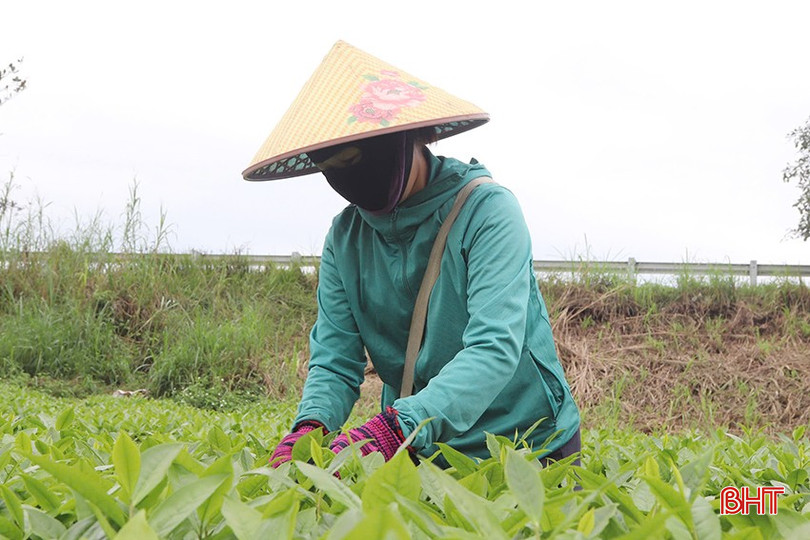 Năm nay, gần 1 ha chè của gia đình bà Lanh phát triển tốt, hứa hẹn một vụ mùa bội thu. bqbht_br_z6371245138075-b14420b35b567e40f6ec9893c76cdcf4.jpg