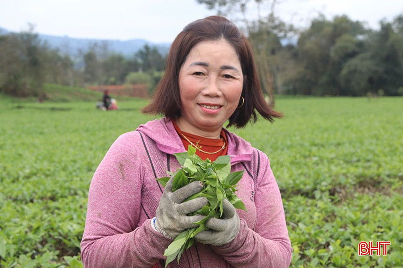 Bà Đặng Thị Hiền phấn khởi khi năm nay giá chè tăng cao hơn so với các năm trước. bqbht_br_z6371244846907-dae93b7df5f3f6d905f2711d8e6baf27.jpg