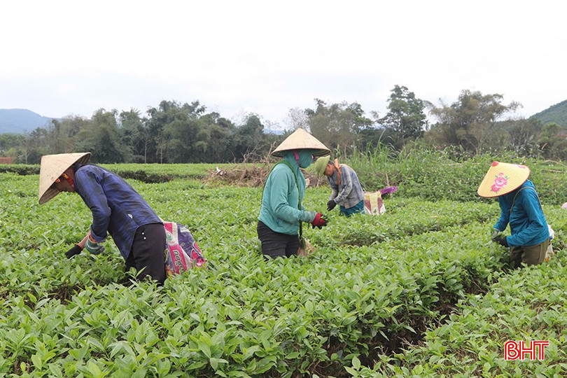 Người dân xã Sơn Kim 2 tất bật hái chè vụ xuân. bqbht_br_z6371244268685-da3eaafa8d7addbad1b0ef21066bba87.jpg