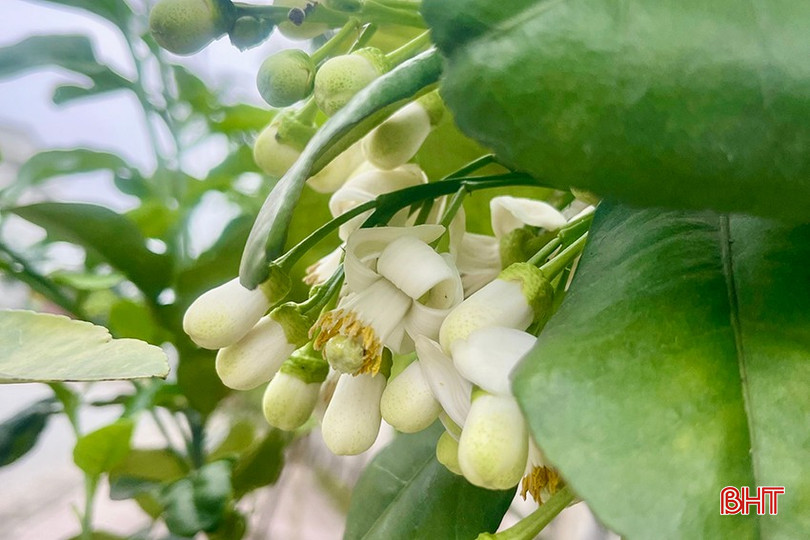 Hoa bưởi không chỉ là một loài hoa - nó còn là một phần của ký ức, của những mùa tháng Ba cũ mà tôi chẳng thể nào quay về... bqbht_br_z6365010390980-86dfaa368e4fcd3d2f06fa3339e6457f.jpg