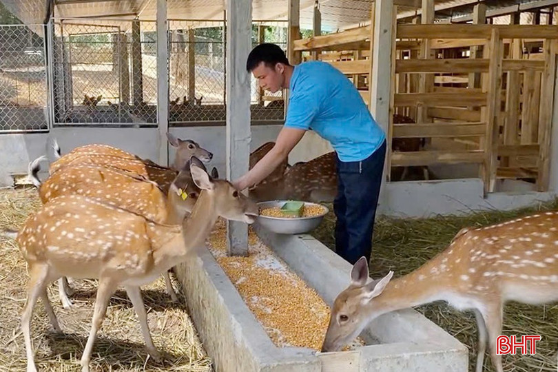 Hươu sao trở thành vật nuôi chủ lực của xã Sơn Giang. bqbht_br_z6545768591499-759a3e47beb23f31b811c65a33214161.jpg