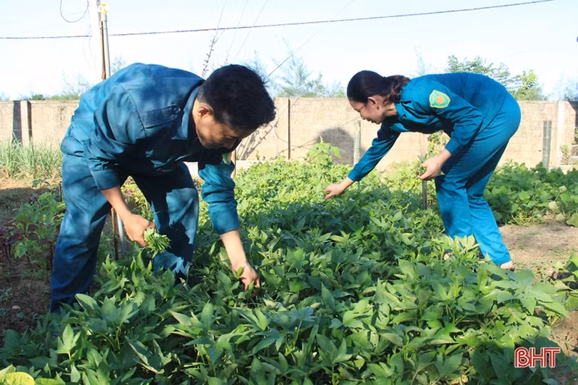 Thăm vườn tăng gia của chiến sỹ “sao vuông” ở Nghi Xuân