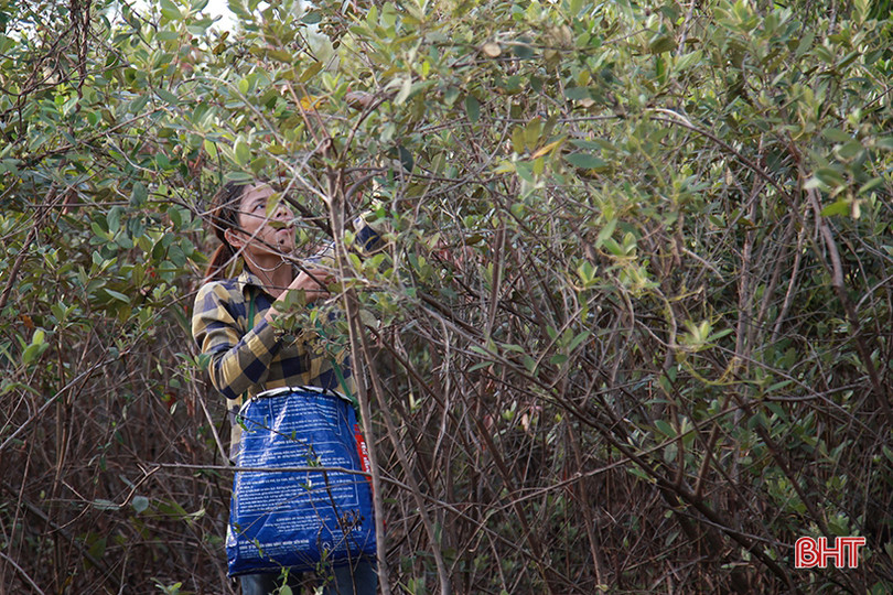Người dân Hà Tĩnh lên rừng hái sim, thu cả trăm nghìn/ngày