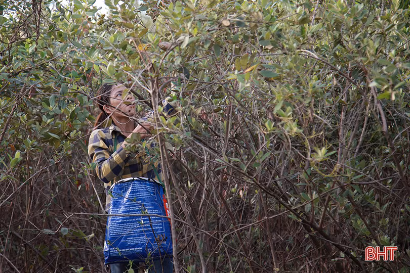 Người dân Hà Tĩnh lên rừng hái sim, thu cả trăm nghìn/ngày